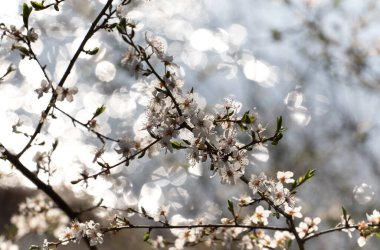 ile sığ derinlik-in tarla ilkbaharda çiçek açan ağaç
