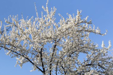 ile sığ derinlik-in tarla ilkbaharda çiçek açan ağaç