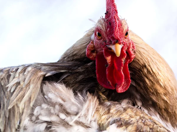 Retrato Gallo Grande Colorido Fuera Foco —  Fotos de Stock