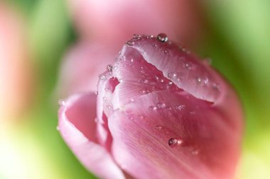 Pembe laleye yakın, seçici odaklı, bulanık arkaplan