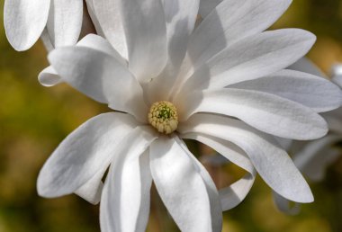 Bahar bahçesinde çiçek açan muhteşem beyaz manolya çiçeklerinin yakın çekimi