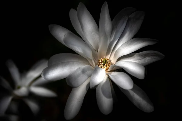 Közelkép Csodálatos Fehér Magnólia Virágok Fekete Háttér — Stock Fotó