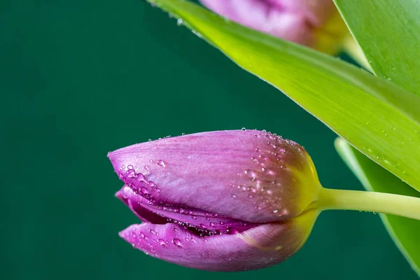 Розовый Тюльпан Каплями Воды Выборочный Фокус Размытый Фон — стоковое фото