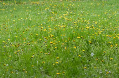 Yeşil çimenli çayır ve baharda açan bir sürü sarı karahindiba çiçeği.