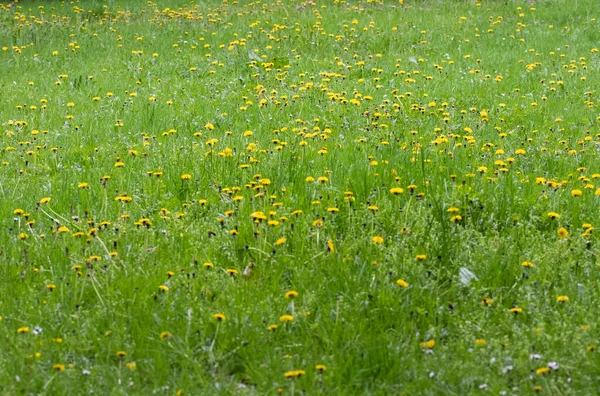 Meadow Green Grass Lots Blooming Yellow Dandelion Flowers Spring — Stockfoto