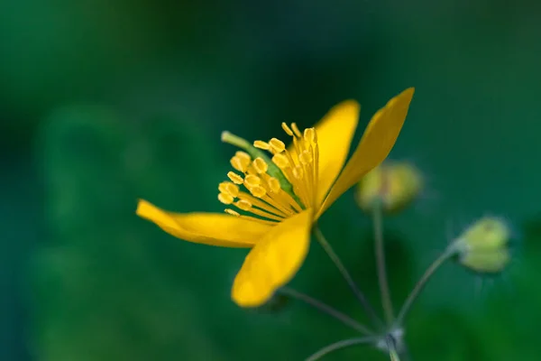 Close Yellow Flower Chelidonium Majus Green Background — Foto de Stock