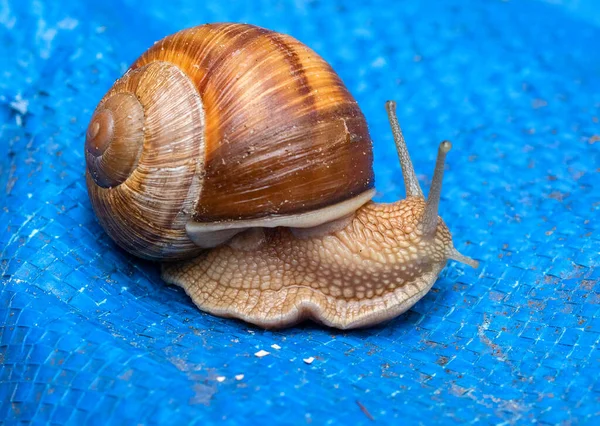 Close Big Snail Horns Moving Slowly Carrying His House Blue — стоковое фото