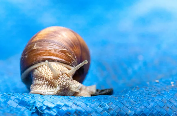 Close Big Snail Horns Moving Slowly Carrying His House Blue — Stock Photo, Image