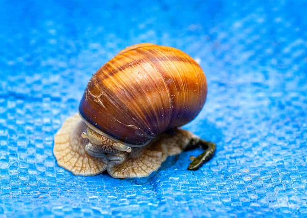 一只大蜗牛的特写镜头 它的角在蓝色的背景上缓慢地移动着 把他的房子抬到了一边 — 图库照片