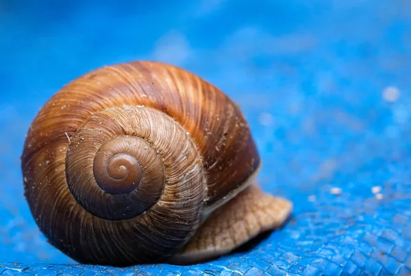 Close Big Snail Horns Moving Slowly Carrying His House Blue — стоковое фото