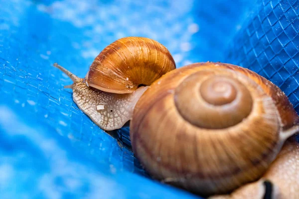 Small Snail Moving Slowly His House Big Snail — стоковое фото