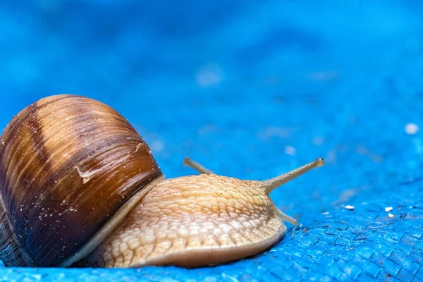 Nahaufnahme Einer Großen Schnecke Mit Hörnern Die Sich Langsam Bewegt — Stockfoto