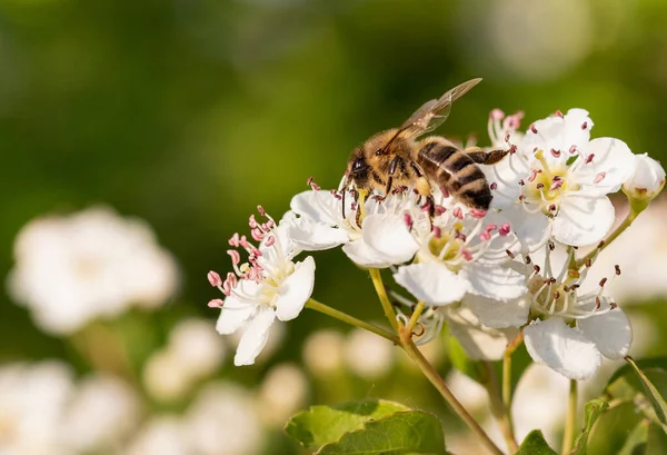 Pszczoła Kwitnącym Kwiat Hawthorn Zbieranie Pyłku Bokeh Tle — Zdjęcie stockowe