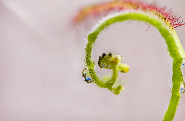 Sundews Carnivorous Plant Drosera Capensis Close View Water Drops Trapped — Photo