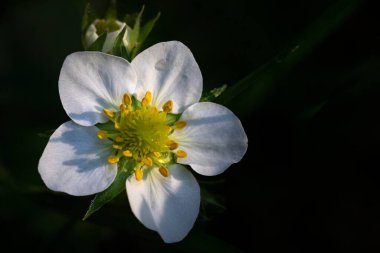 Koyu arkaplanda izole edilmiş beyaz çilek çiçeğinin yakın çekimi