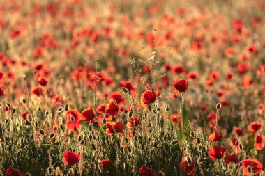 Gün batımında yeşil çimlerde kırmızı haşhaş tarlası