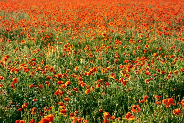 Campo Con Amapolas Rojas Hierba Verde Atardecer — Foto de Stock