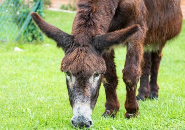 Çayırda ot yiyen eşeğin yakın çekimi.