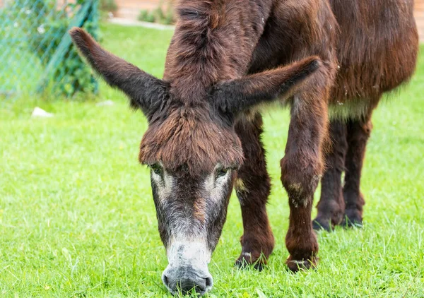 Close-up of donkey eating grass in the meadow