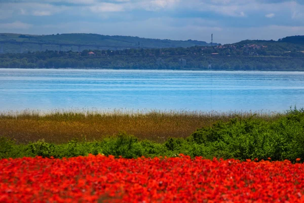 Imagem Camadas Com Campo Papoula Vermelho Grama Verde Água Azul — Fotografia de Stock