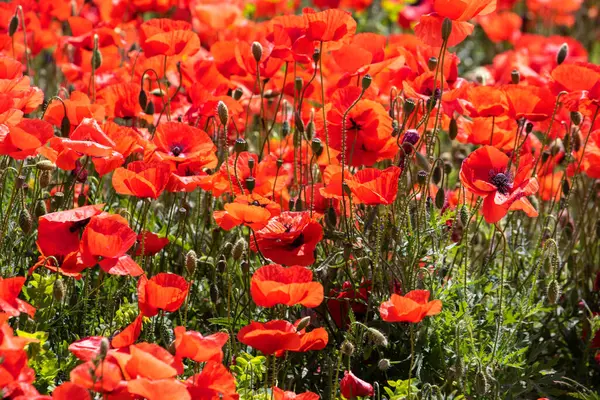 Campo Con Amapolas Rojas Con Flores Azules Blancas Hierba Verde — Foto de Stock