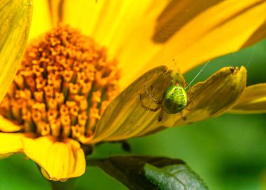 Dişi Araniella cucurbitina, salatalık yeşili örümcek, pürüzsüz sarı arka planda yeşil bir ağ örümceği.