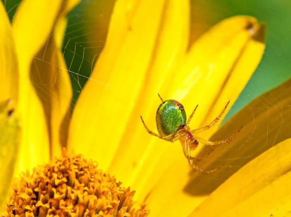 Female Araniella Cucurbitina Cucumber Green Spider Small Green Orb Web — Stock Photo, Image