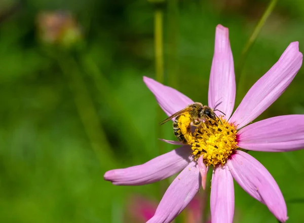 Szczegół Pszczoła Różowy Kwiat Zbiera Nektar — Zdjęcie stockowe