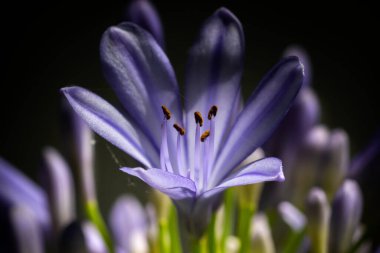 Çiçek açan Agapanthus 'a ya da Nil Zambağı' na yakın plan