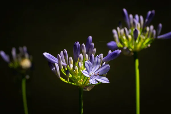 Close Blooming Agapanthus Lily Nile Black Background — Stock Fotó