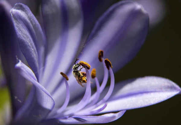 Zbliżenie Kwitnącego Agapanthus Lub Lily Nilu Pszczołą Zbierającą Czarnym Tle — Zdjęcie stockowe