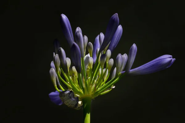Close Blooming Agapanthus Lily Nile Black Background — Stock Fotó