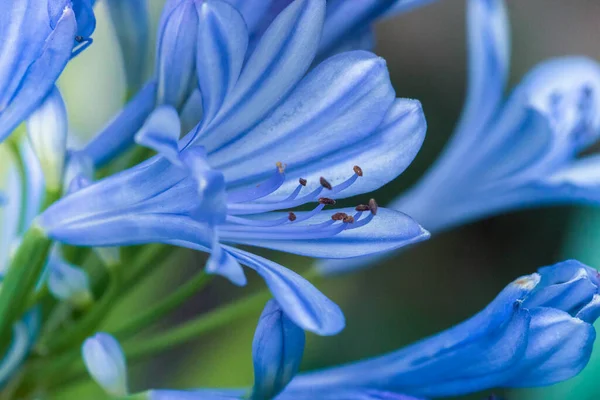 Close Blooming Agapanthus Lily Nile Isolated Light Background — ストック写真