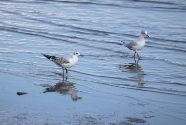 Pair of seagulls, walking in the blue wavy water