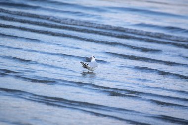 Seagull standing in the blue wavy water and looking around