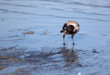 Nehir kenarındaki kukuletalı karga. Suda Corvus Cornix..