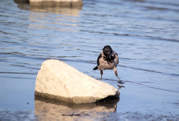 Csuklyás Varjú Folyó Partján Vízben Corvus Cornix — Stock Fotó