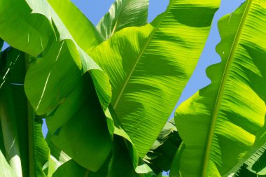 Büyük yeşil tropikal muz yaprakları mavi bir yaz gökyüzüne karşı