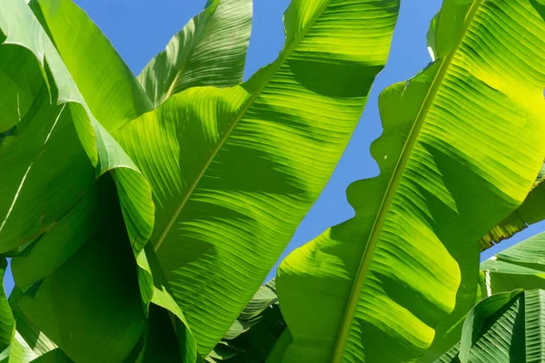 Large green tropical banana plant leaves against a blue summer sky — Stock Photo, Image