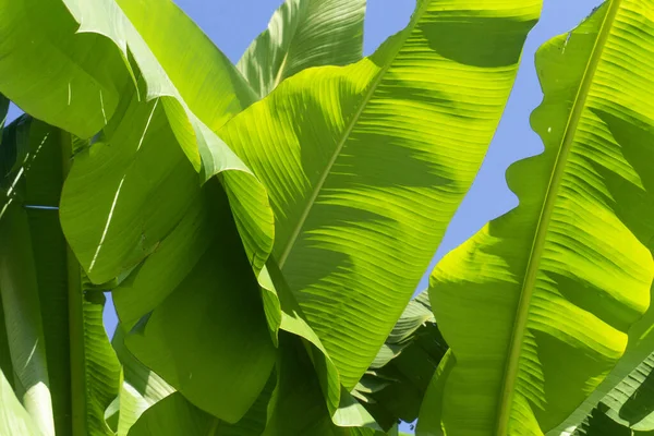 Büyük yeşil tropikal muz yaprakları mavi bir yaz gökyüzüne karşı