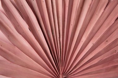 Kurumuş pembe tropikal palmiye yaprağı boho tarzı dekorasyon.