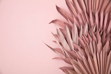 Kurumuş pembe tropikal palmiye yaprağı boho stili pastel pembe arka planda moda dekorasyon.