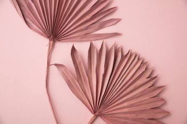 Kurumuş pembe tropikal palmiye yaprağı boho stili pastel pembe arka planda moda dekorasyon.