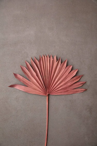 Suszony różowy tropikalny palma drzewo liść boho styl modny dekoracja na betonowym tle — Zdjęcie stockowe