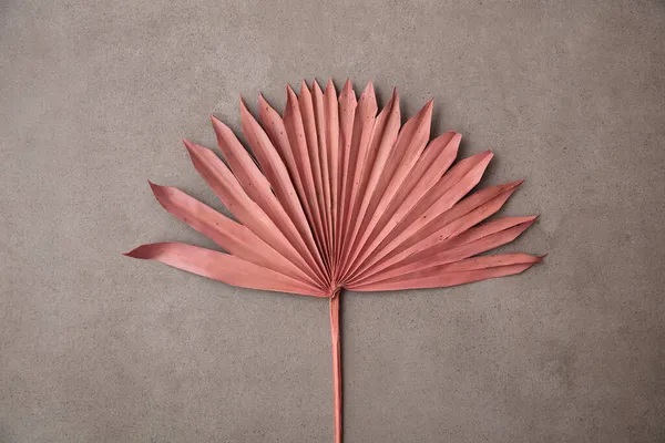 Suszony różowy tropikalny palma drzewo liść boho styl modny dekoracja na betonowym tle — Zdjęcie stockowe