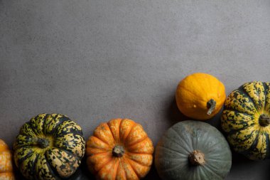 Farklı sonbahar balkabakları ve kabak çeşitleri koyu beton arka planda