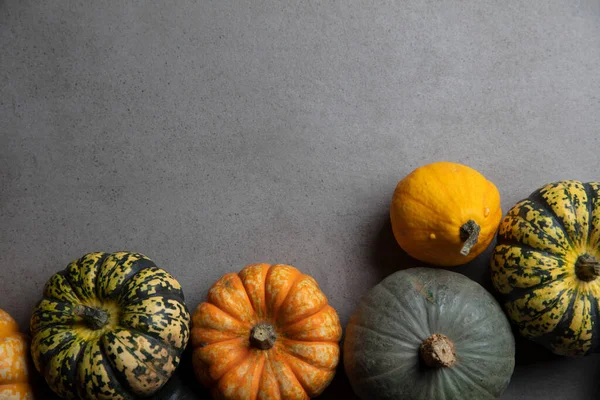 Farklı sonbahar balkabakları ve kabak çeşitleri koyu beton arka planda