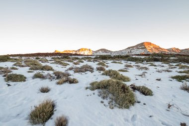 Ön planda ölü süpürge ve arka planda birkaç yeşil süpürge, karlı bir manzarada. Teide Ulusal Parkı, Tenerife, Kanarya Adaları. İspanya