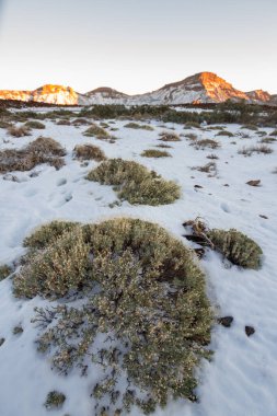 Ön planda ölü süpürge ve arka planda birkaç yeşil süpürge, karlı bir manzarada. Teide Ulusal Parkı, Tenerife, Kanarya Adaları. İspanya