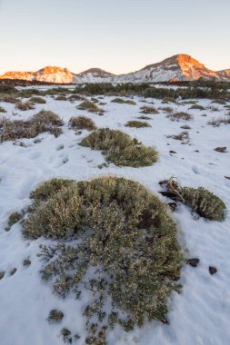 Ön planda ölü süpürge ve arka planda birkaç yeşil süpürge, karlı bir manzarada. Teide Ulusal Parkı, Tenerife, Kanarya Adaları. İspanya
